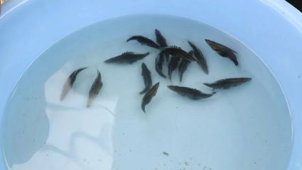 產(chǎn)業(yè)興旺鱖魚肥 優(yōu)質(zhì)魚苗與精準(zhǔn)飼料，助力桂花魚贏在起跑線