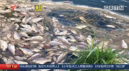 污水泄漏殃及養(yǎng)殖業(yè)，饒平食品廠被查實(shí)卻賠償無(wú)門，養(yǎng)殖戶百萬(wàn)元損失何去何從？